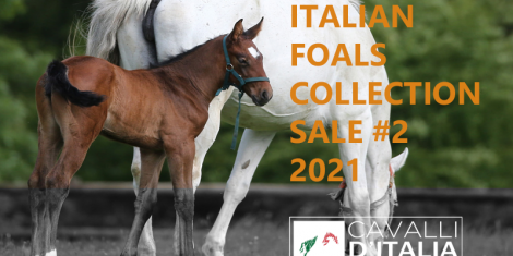 I foal Sella Italiano 2021 per il mercato internazionale